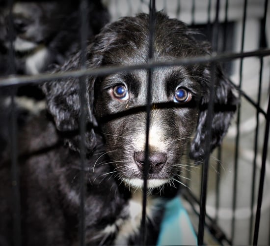 USPCA and DAERA urge people to not buy animals this Christmas