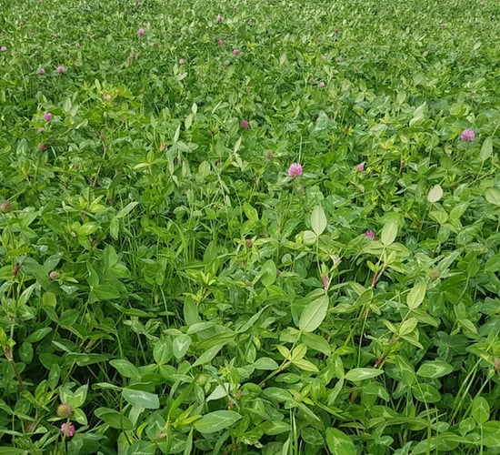 Savings of up to €8.40/bale with red clover silage swards