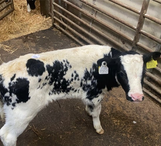 Well-fed calves a strong trade at Enniscorthy Mart