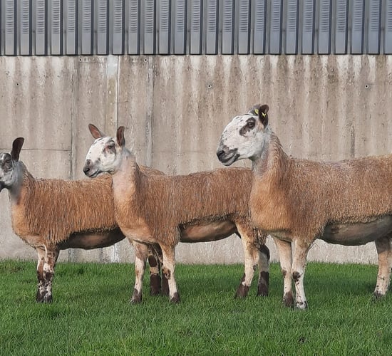 South of Ireland Bluefaced Leicester club sale tops €660