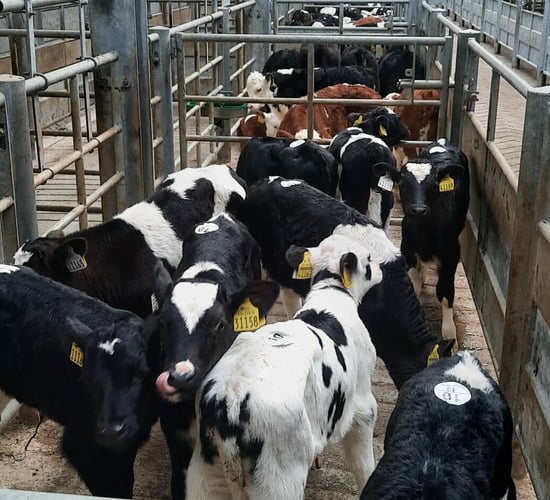 Calf trade building at Bandon Mart