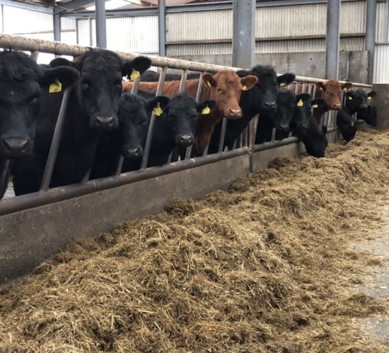 Factory quotes: This week's beef trade and short-term outlook
