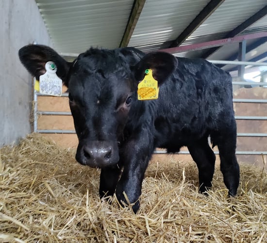 'XI' livestock tags mandatory from today in NI