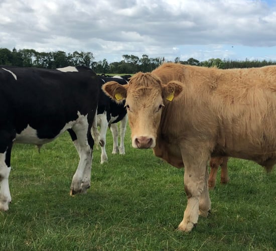 No 'disruption' to cattle sales with new TB rules - ICOS