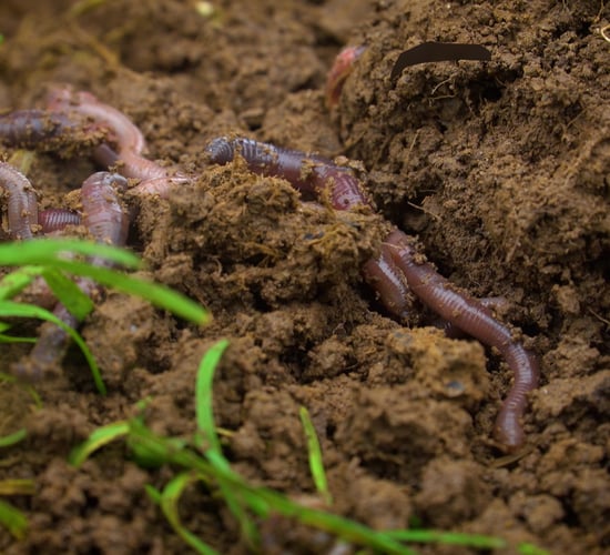 Former dairy farmer of the year reduces fertiliser usage with Sobac