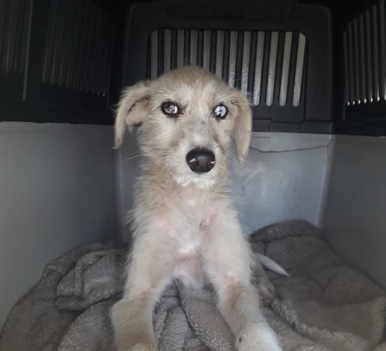 Three family members sentenced for breaches of animal welfare