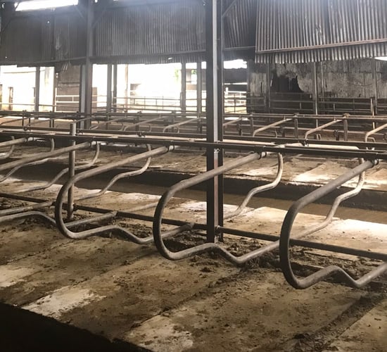 TB turmoil: Wicklow dairy farmer's dismay at loss of entire herd