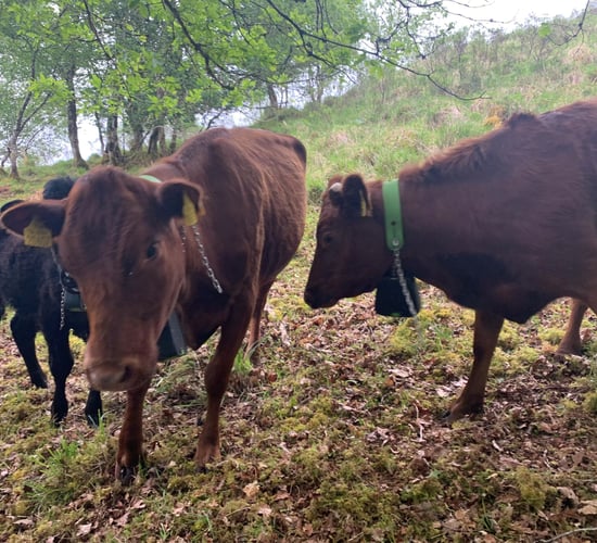 Report: Virtual fencing can be valuable tool for conservation grazing