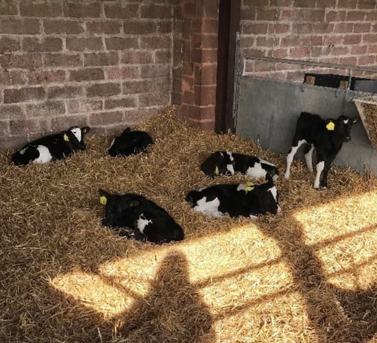 Feed trial: College's calves double their birth weight at weaning