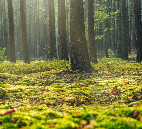 Forestry Programme: ACA hosts farm open days for applicants