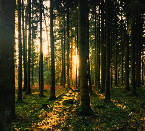 Nearly 700 forestry road licences issued in Ireland