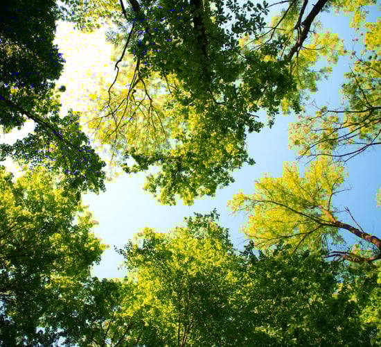 New forestry fund was 'operational' in December - minister