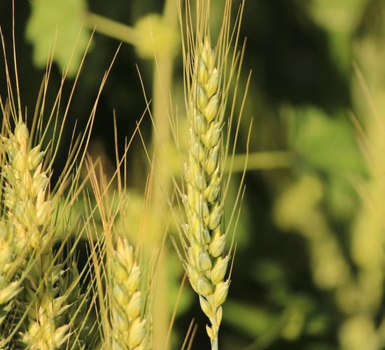 Only sustainable grain prices can underpin future of tillage sector - Spink