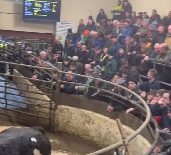 €5,400 paid for Charolais-cross heifer at Carrigallen Mart