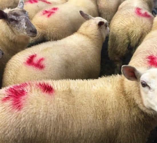 Dawn Meats in deal to buy Kildare Chilling
