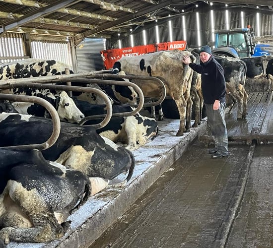 Controlling BVD, IBR and Salmonella in a 120-cow herd in minutes