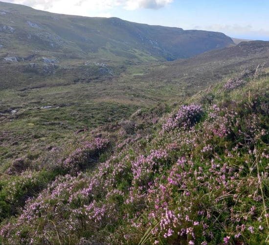 Advisory committee set up for nature restoration plan
