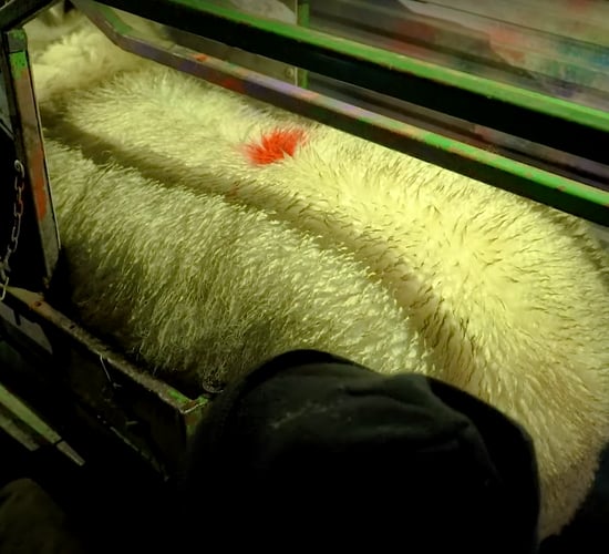 SIS: Department to write to farmers choosing scanning as year 1 option