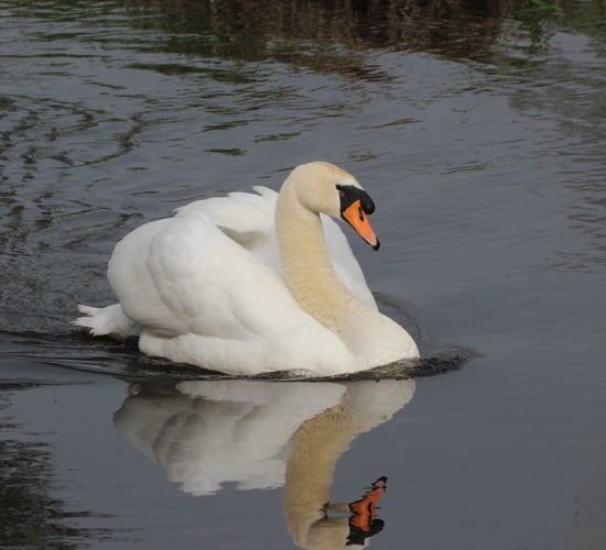 Tipperary farmer fined €1,000 for killing 2 swans