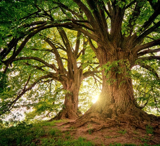 Coillte has 'turned back' on farmers - Rural Independents