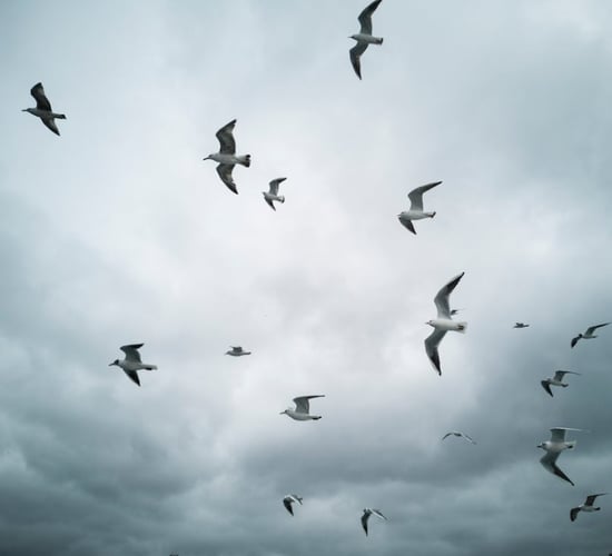 Renewed bird flu warning as dead sea birds appear on coasts