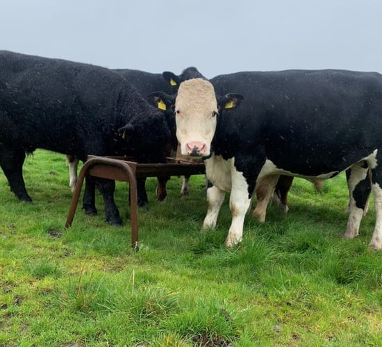 Call for NI farmers to engage in bTB compensation debate