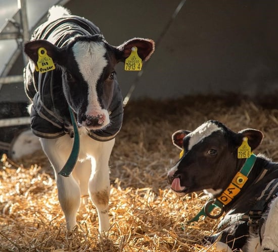 DAERA and CAFRE advise on how to efficiently house calves