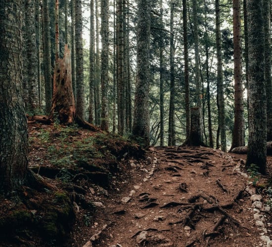 Has Coillte gone 'rogue' on the government? - Bacik