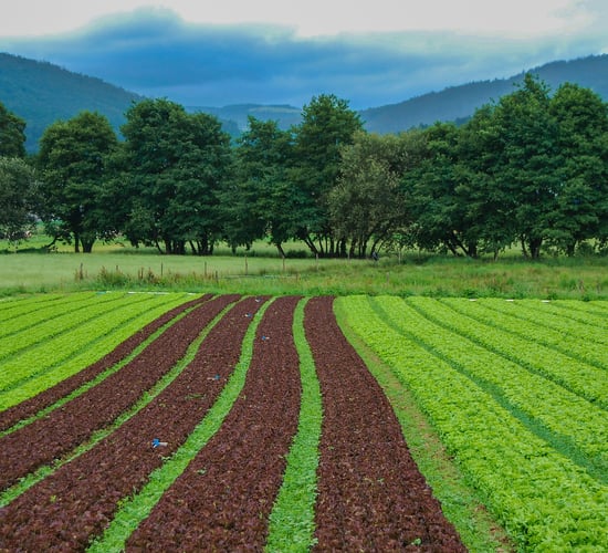 Tillage: Phosphate versus phosphite
