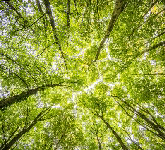 Reopening of NI forest grant schemes