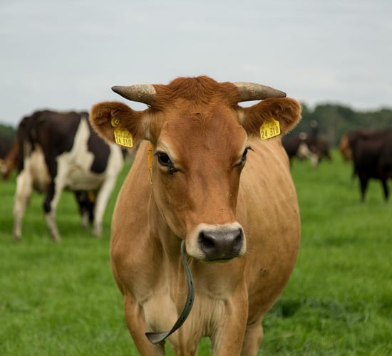 Irish-owned dairy farm in Germany seeks manager
