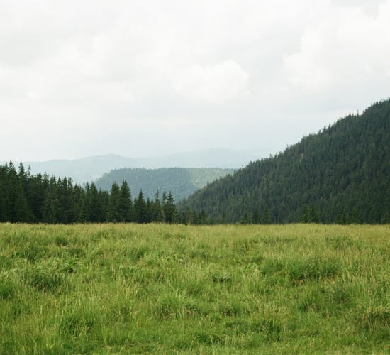 Rate of carbon sequestration in Ireland could be underestimated