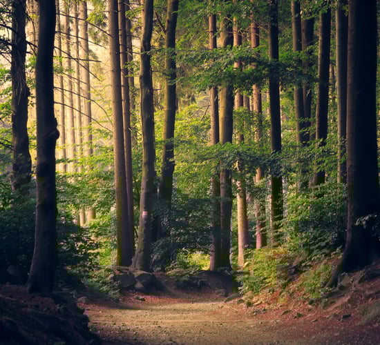 Coillte 'kept ministers involved' in its forestry plans