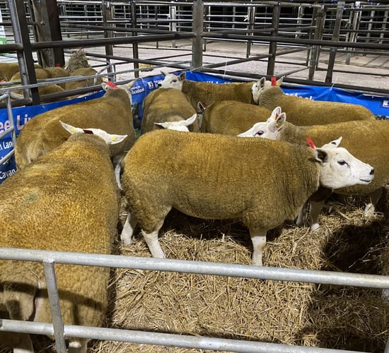 Sale report: Record price at North East Texel Twilight sale