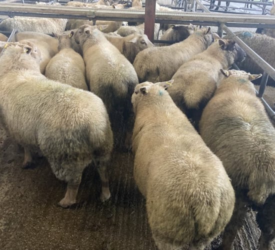 Sheep trade: Lamb prices fall