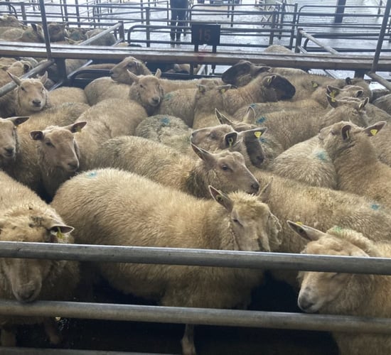 Series of lamb cuts sees over €11 wiped off a 22.5kg carcass