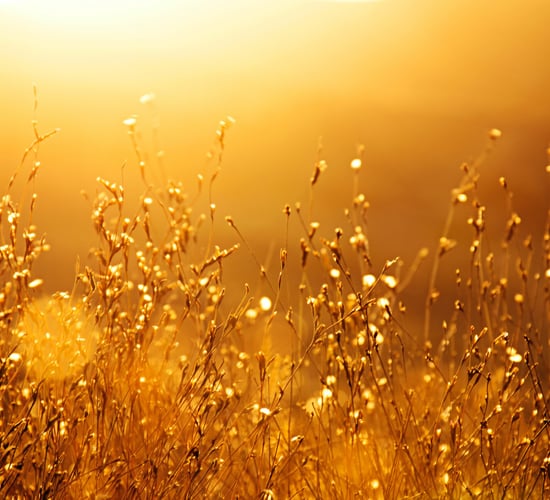 Report finds 2022 the fifth warmest year ever recorded