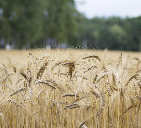 EU cereals 'may never recover' amid continuing Ukrainian imports