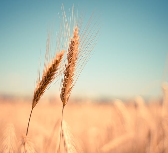 Renewal of Ukraine trade arrangements to 'jeopardise' EU farming