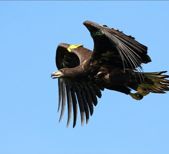 Information sought after poisoned white-tailed eagle discovered