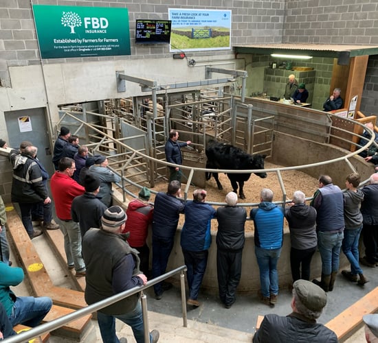 Mart report: General cattle sale at Ardee Mart