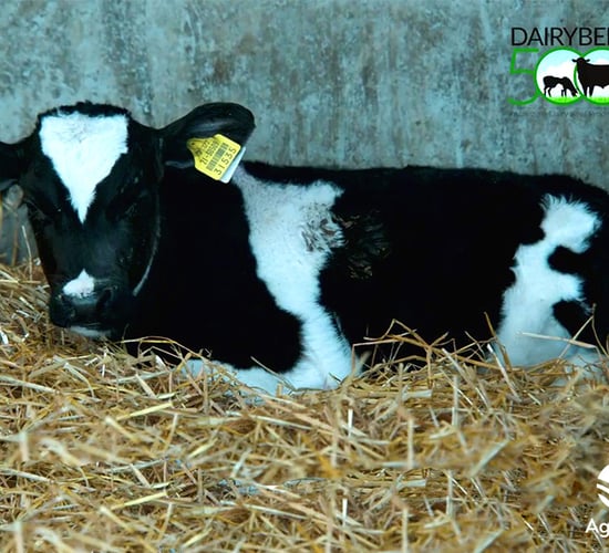 Spring Calf Series: What to consider when buying a calf