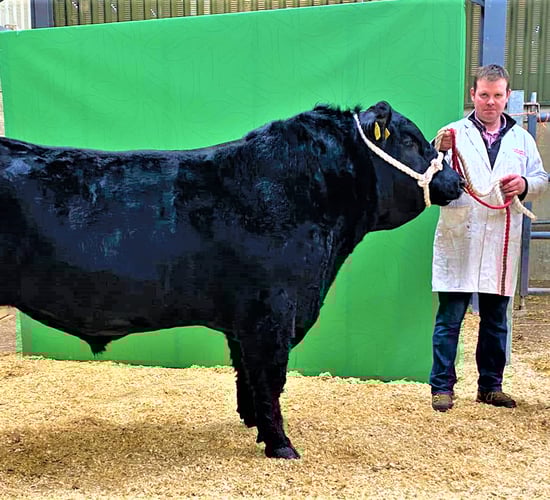 Rebel-bred bull takes top price at Carrick pedigree sale