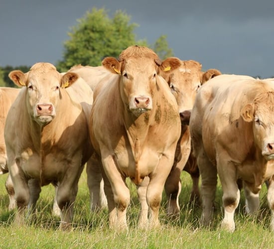 MII: Beef factories to review bonus payment rules for cattle