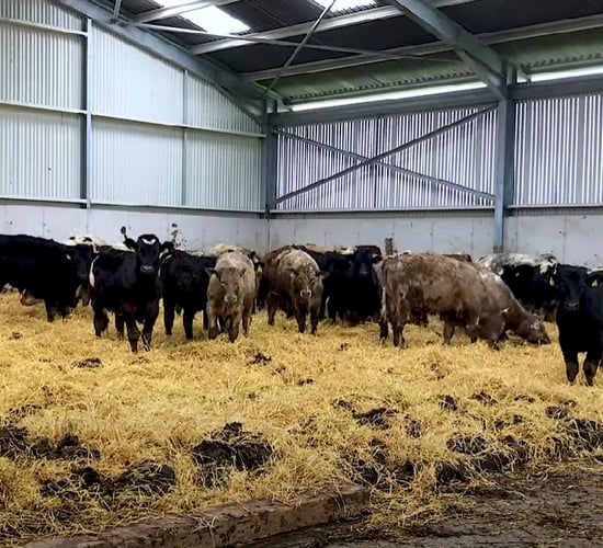 Housing: Calculating space allowances for cattle in organics