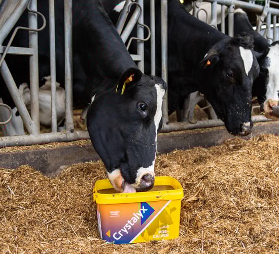 Feed buckets deliver great start to 2023 calving season