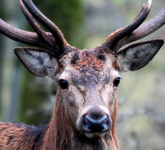 Deer hunting season has been extended in Ireland