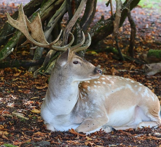 Applications for deer hunting licences now open