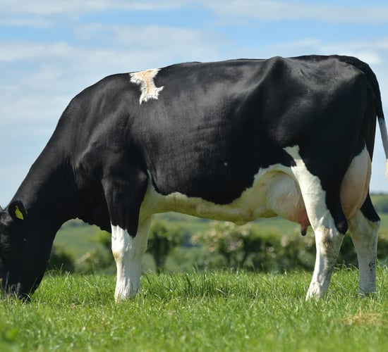 Dairy banding: Everything you need to know