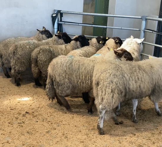 Sheep kill: Throughput increases a further 7,000 head